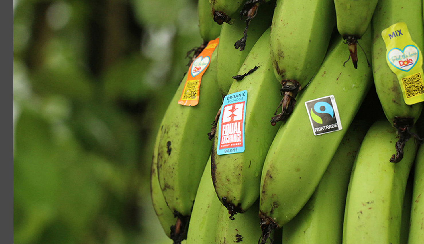 Order Equal Exchange Fair Trade Organic Bananas
